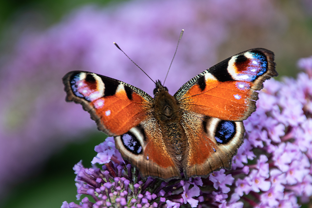 Dagpauwoog - Peacock butterfly