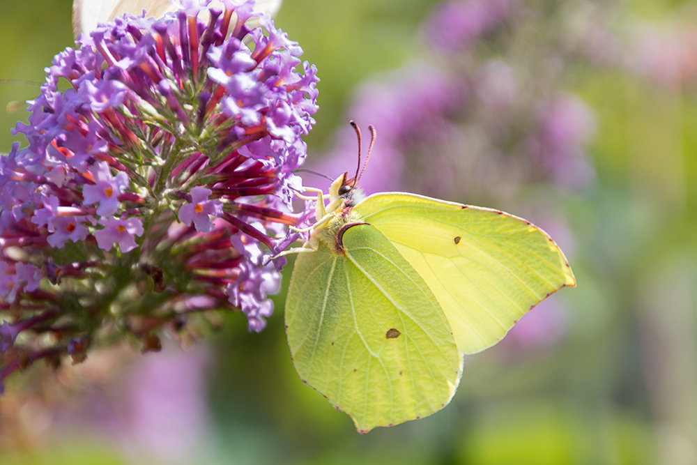 Butterflies at Sion Abbey