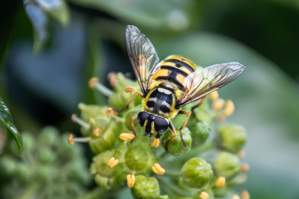 Zweefvlieg - Hoverfly