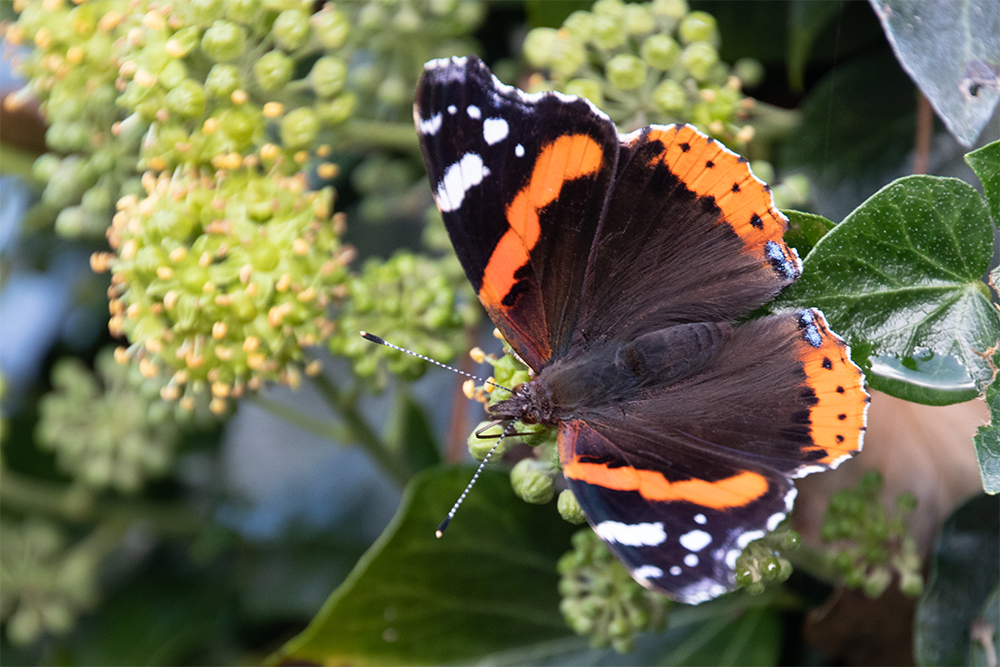 Atalanta - Red admiral