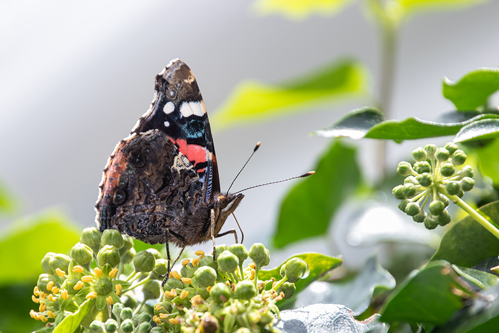 Atalanta - Red admiral