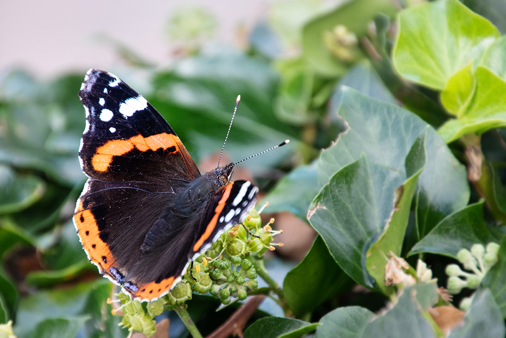 Atalanta - Red admiral