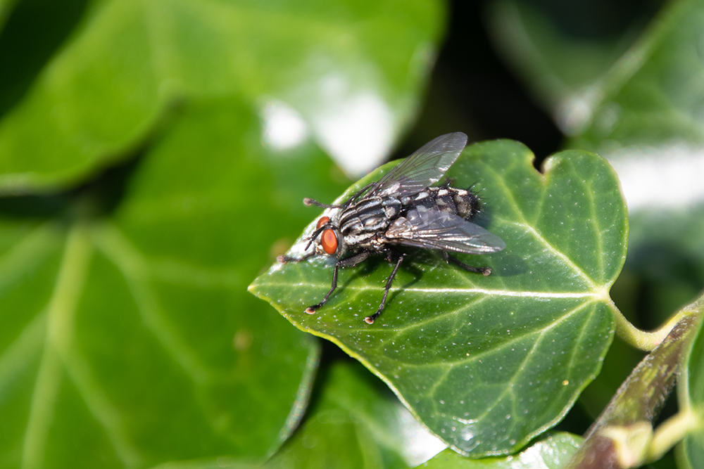 Dambordvlieg - Sarcophaga carnaria