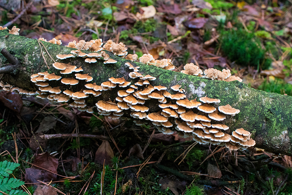 Elfenbankje - Turkey tail