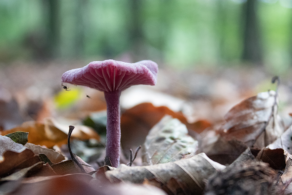 Rodekoolzwam - Amethyst deceiver