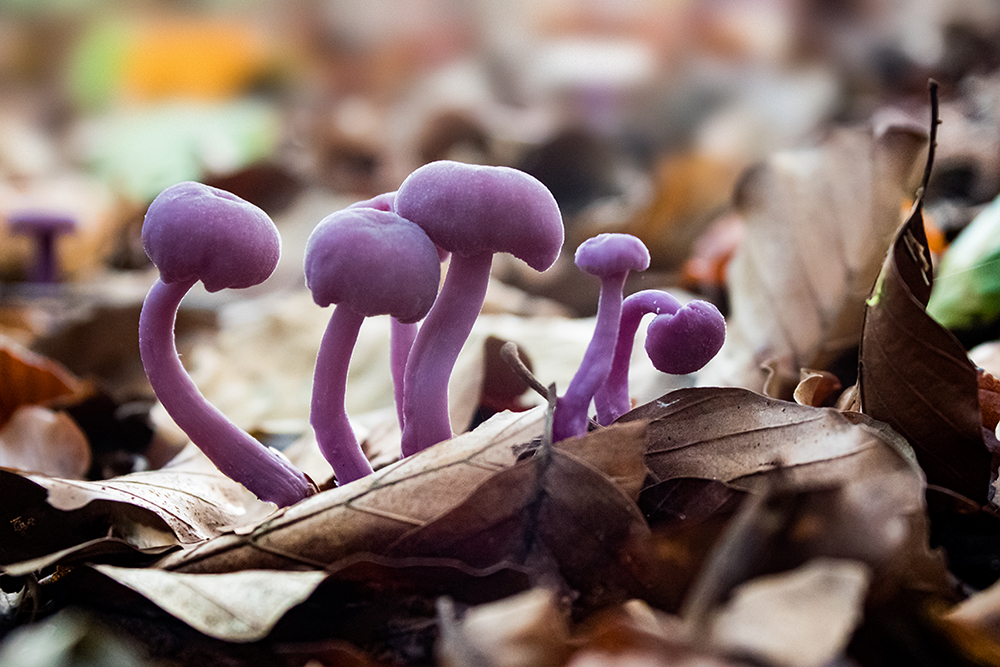 Rodekoolzwam - Amethyst deceiver