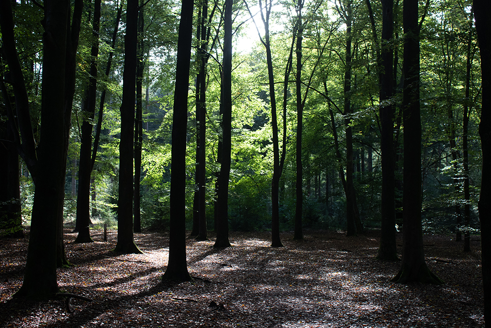 Bomen - Trees