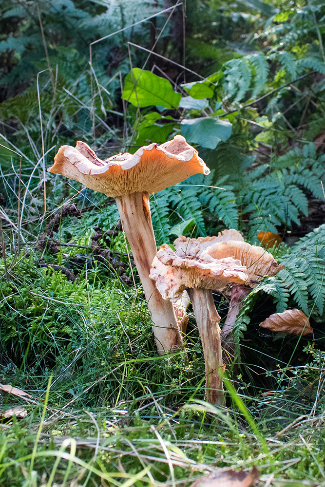 Paddenstoel - Mushroom