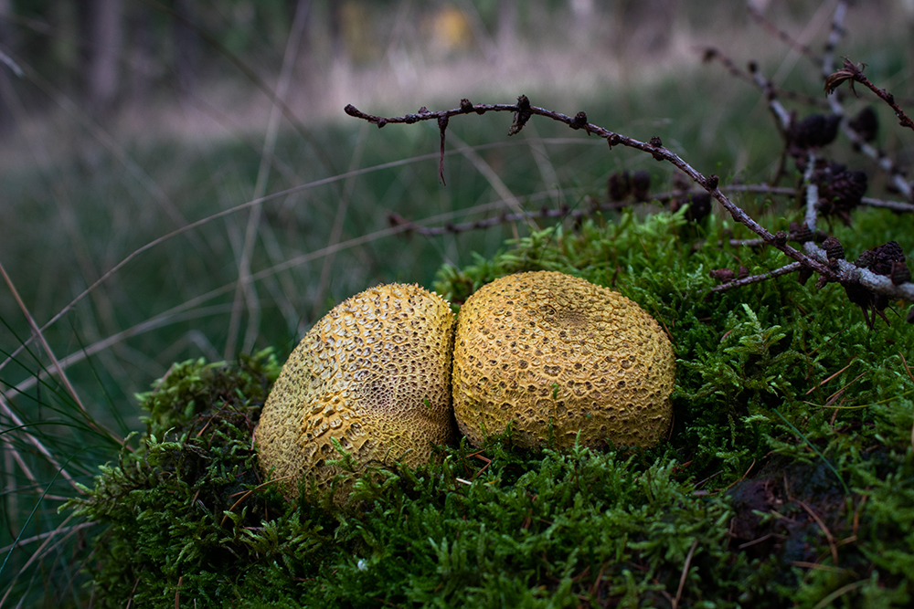 Gele aardappelbovist - Common earthball