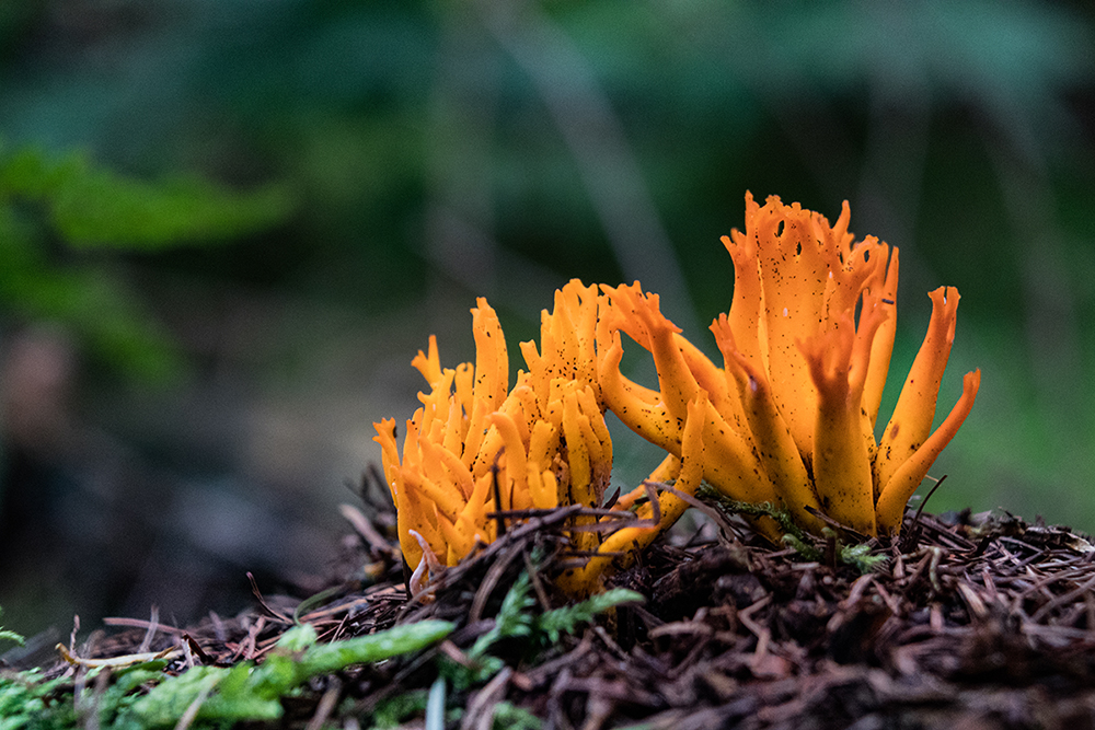 Kleverig koraalzwammetje - Yellow stagshorn