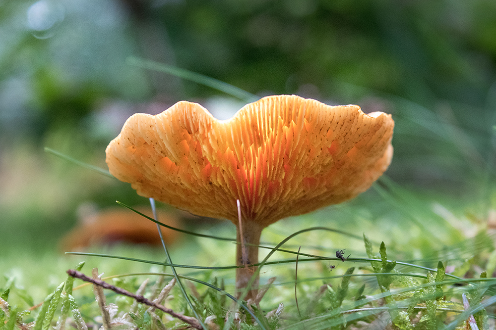 Paddenstoel - Mushroom