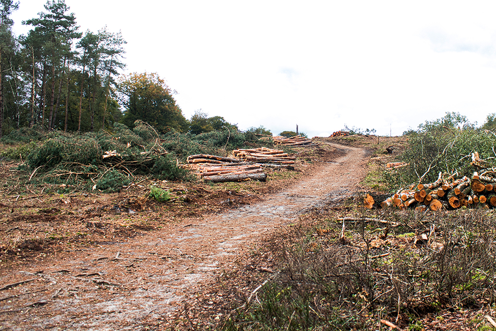 Bomenkap op de Lemelerberg - Tree felling on the Lemelerberg