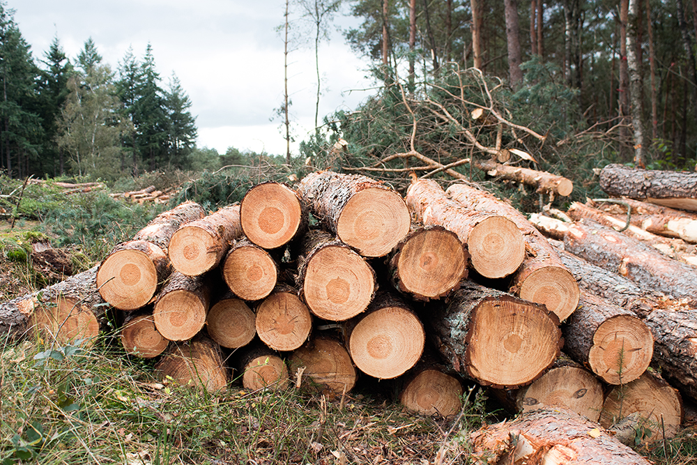 Bomenkap op de Lemelerberg - Tree felling on the Lemelerberg