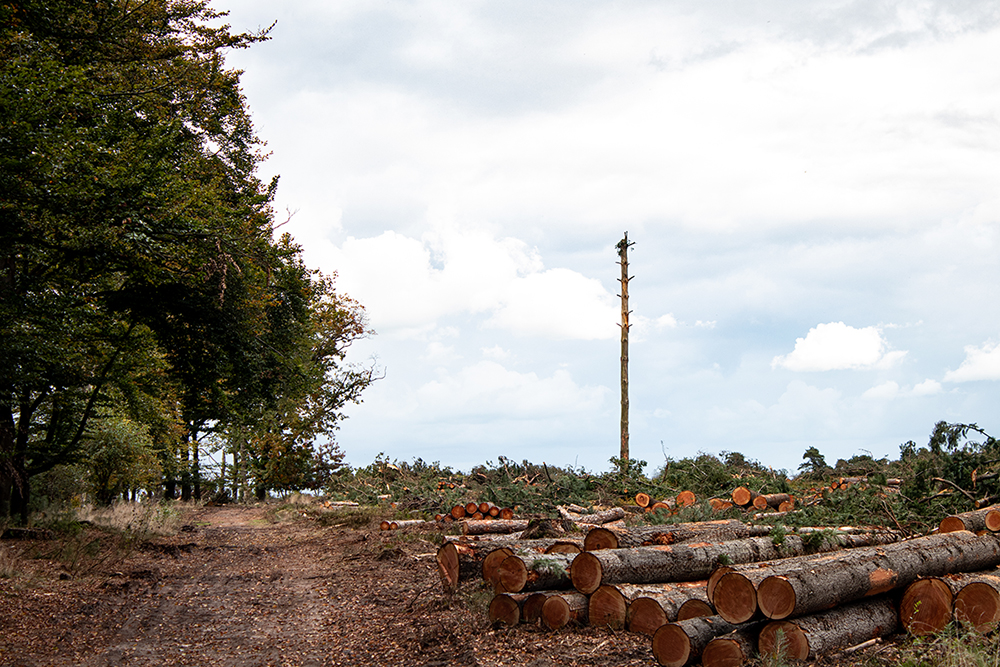 Bomen geveld Lemelerberg - Tree felling on the Lemelerberg