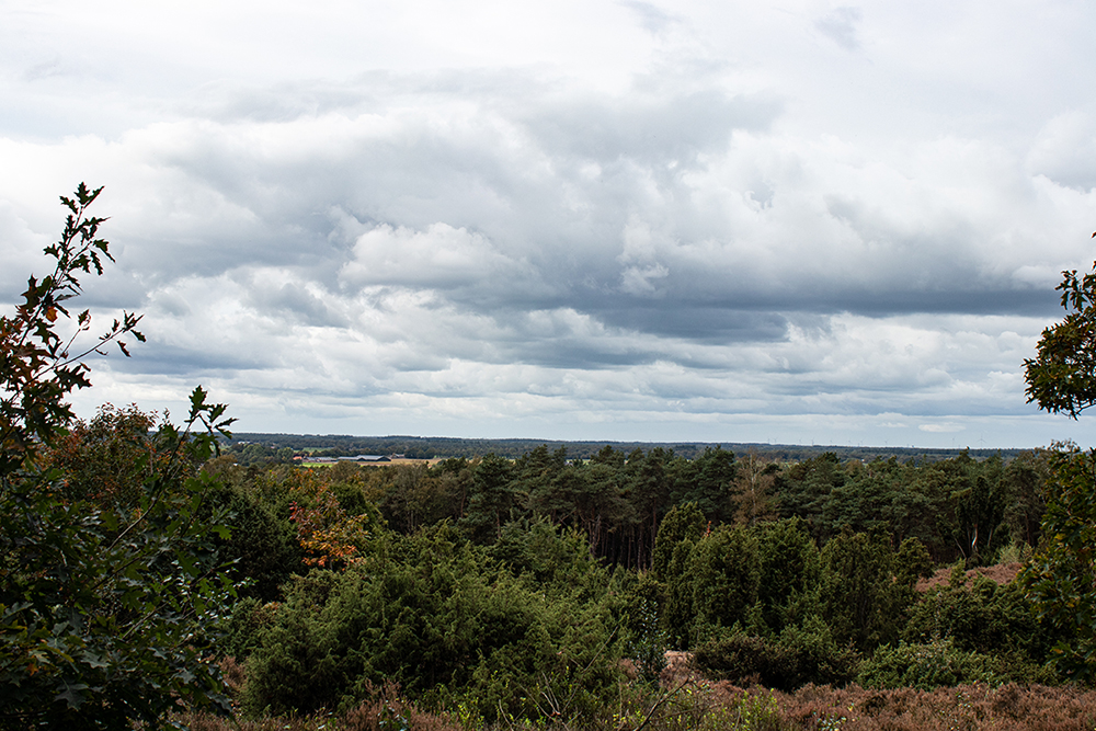 Bomen op de Lemelerberg - Trees on the Lemelerberg