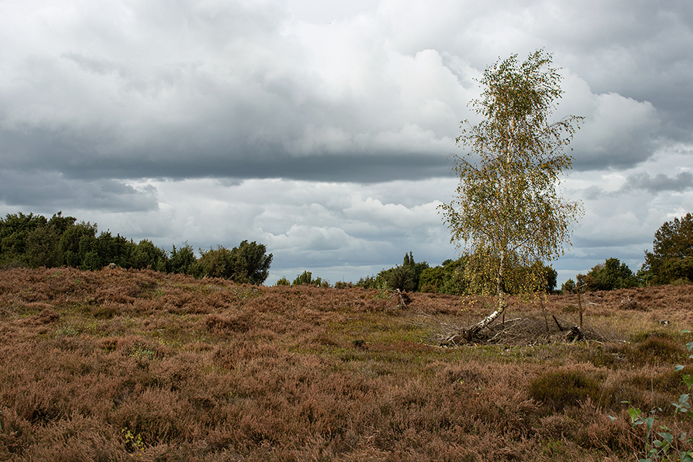 Heideveld op de Lemelerberg -Heath field on the Lemelerberg