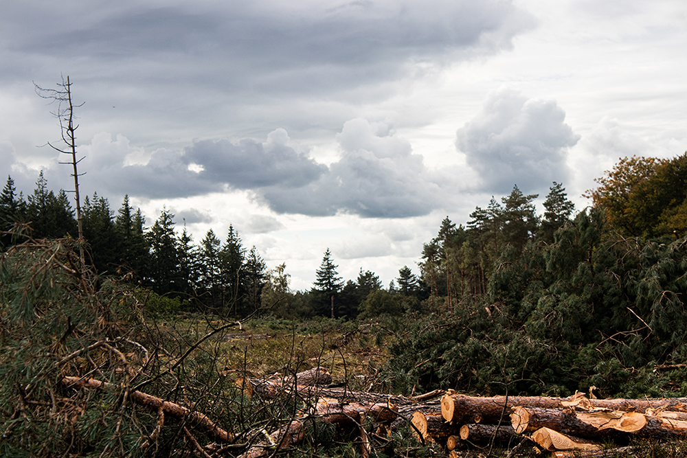 Bomen geveld Lemelerberg - Tree felling on the Lemelerberg