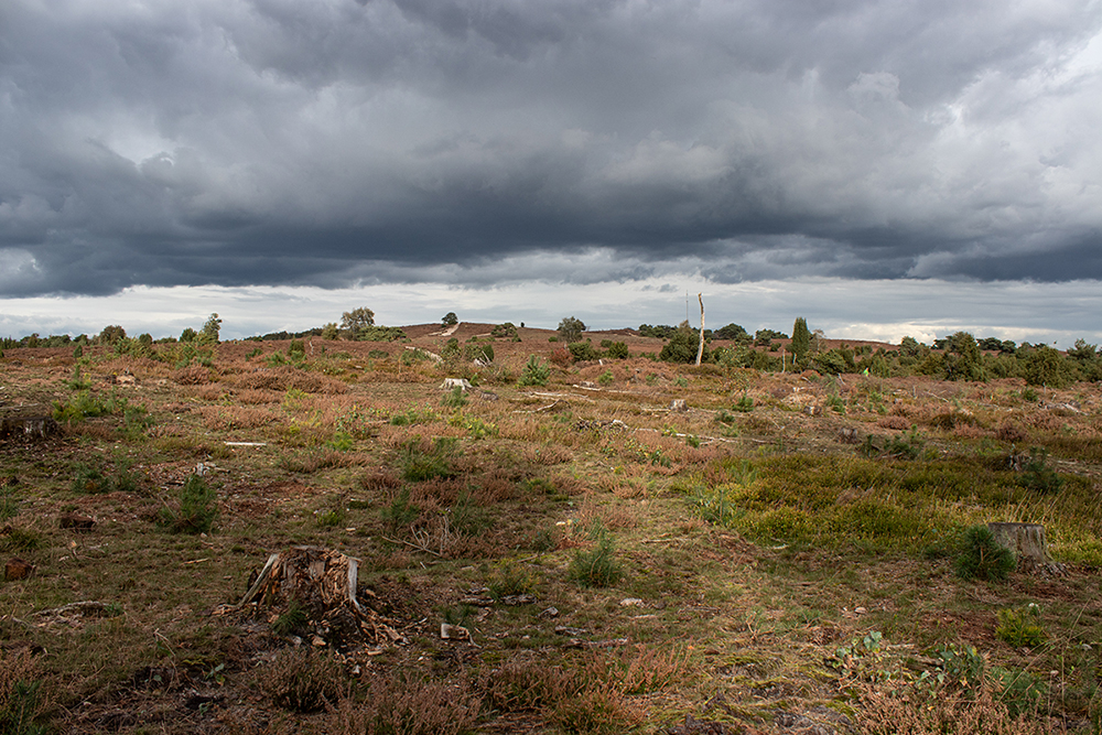 Boven geveld Lemelerberg - Tree felling on the Lemelerberg