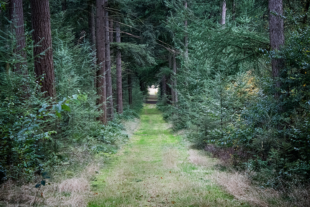Bospad - Forest path