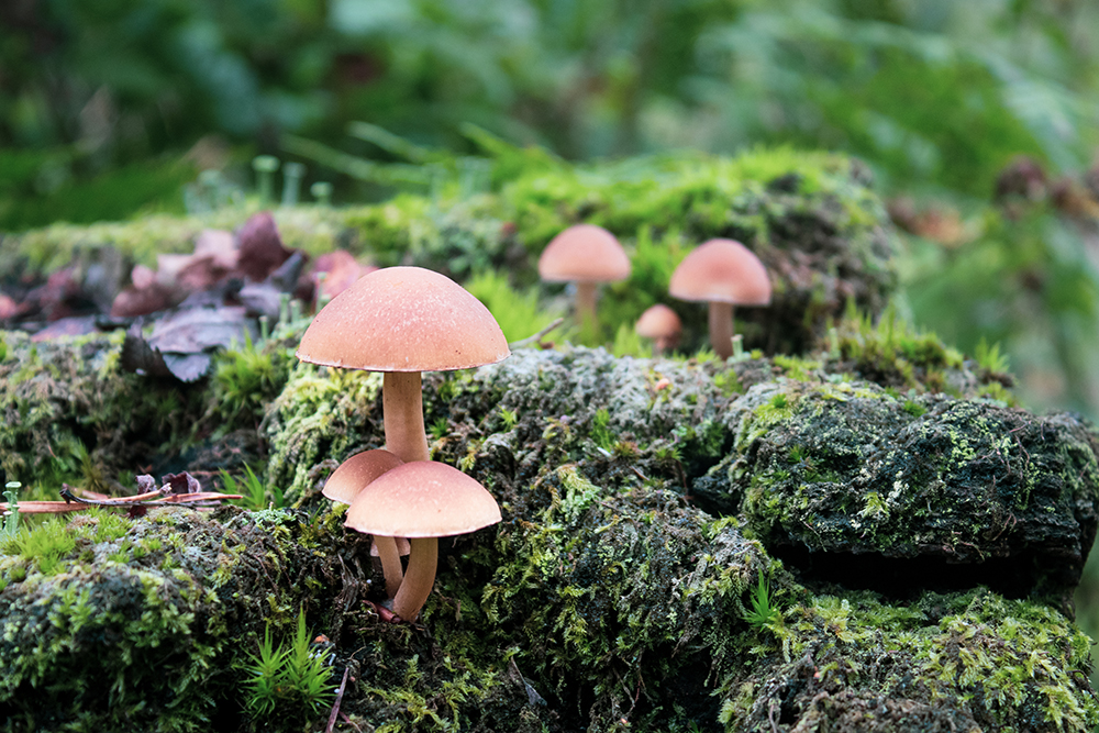 Paddenstoelen - Mushrooms