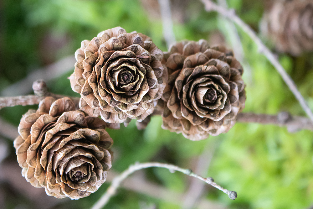 Dennenappels - Pine cones