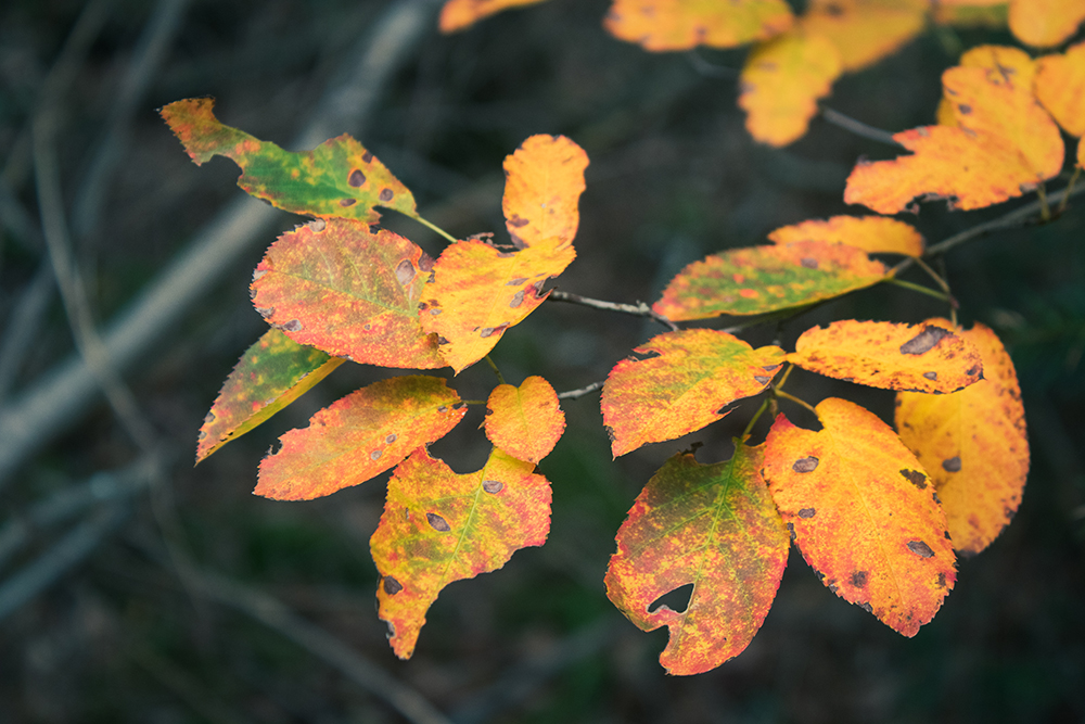 Beukenbladeren - Beech leaves