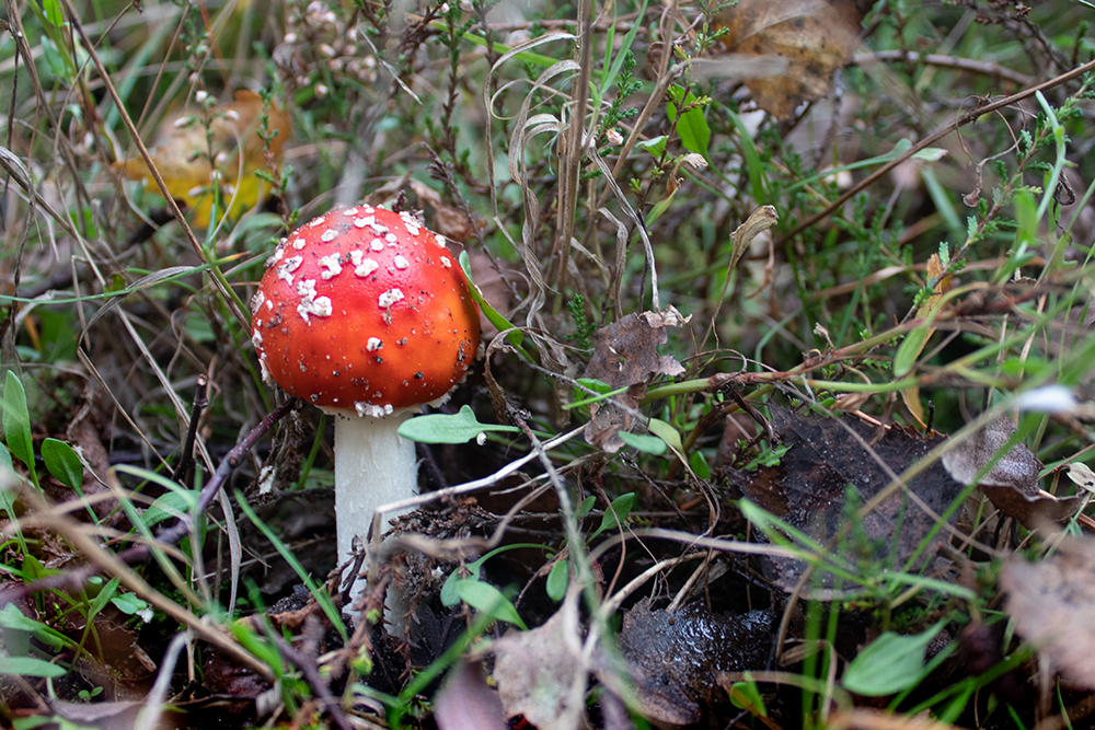 Vliegenzwam - Fly agaric