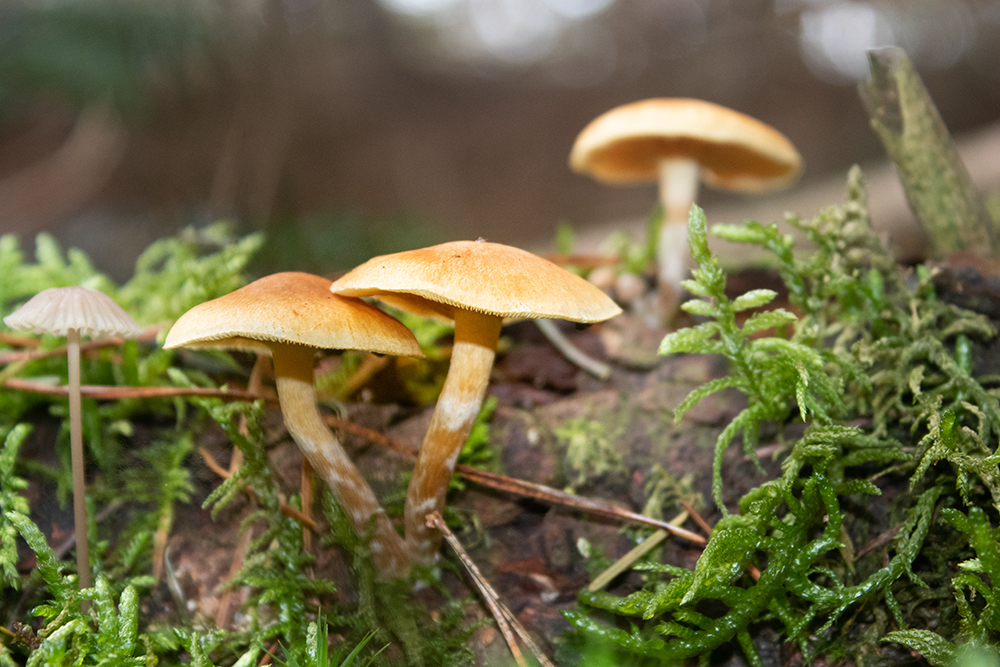 Paddenstoelen - Mushrooms