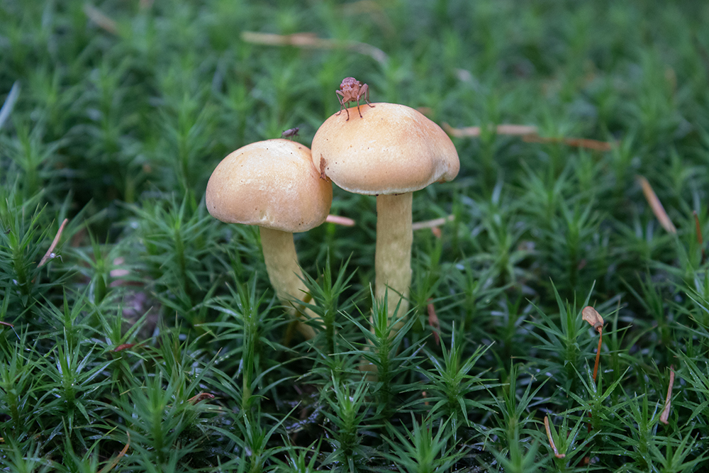 Paddenstoelen - Mushrooms