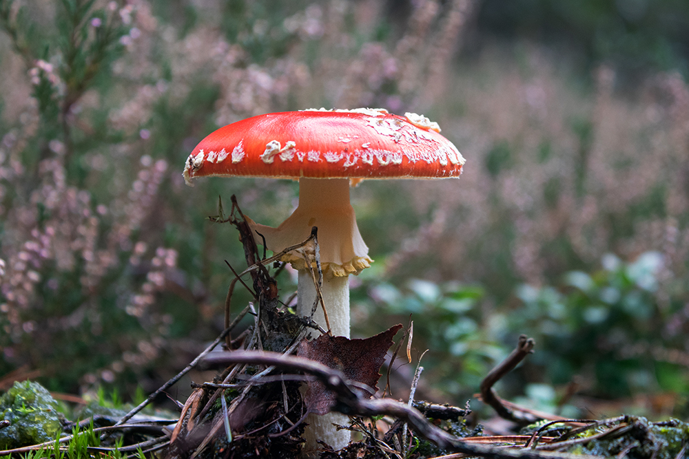 Op bezoek bij kabouter Spillebeen