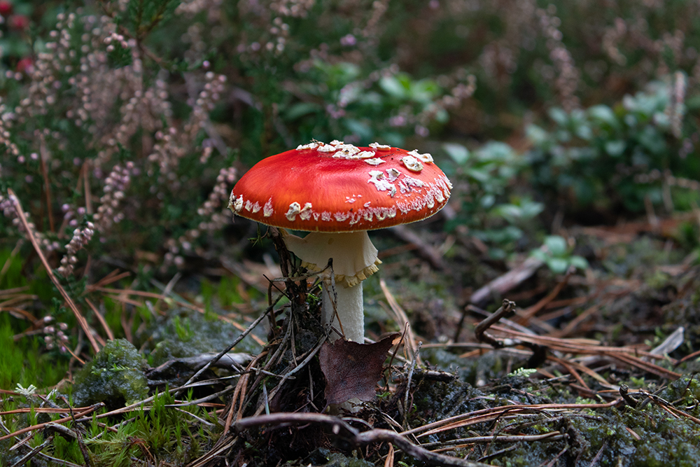 Vliegenzwam - Fly agaric