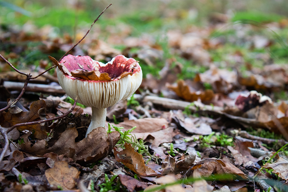 Braakrussula - Vomiting russula