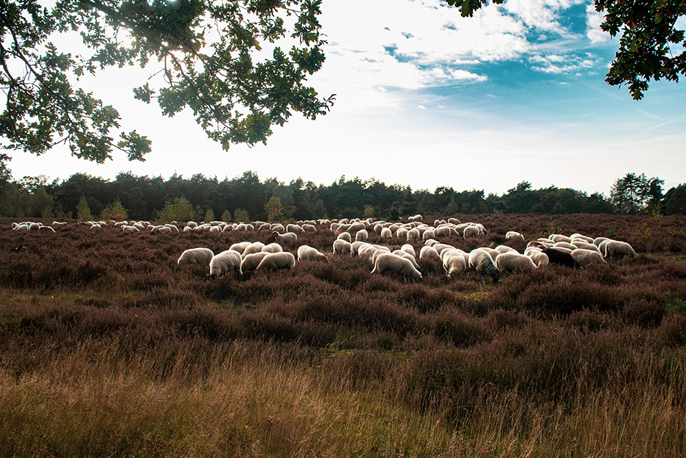 De schaapskudde - The flock of sheep