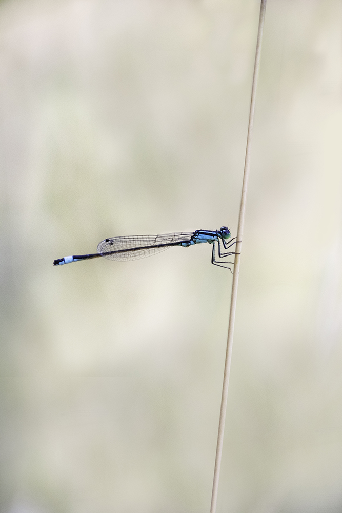 Lantaarntje - Blue-tailed damselfly