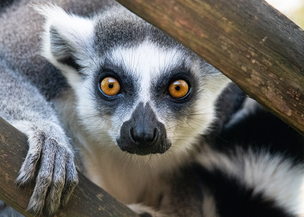 Ringstaartmaki - Ring-tailed lemur