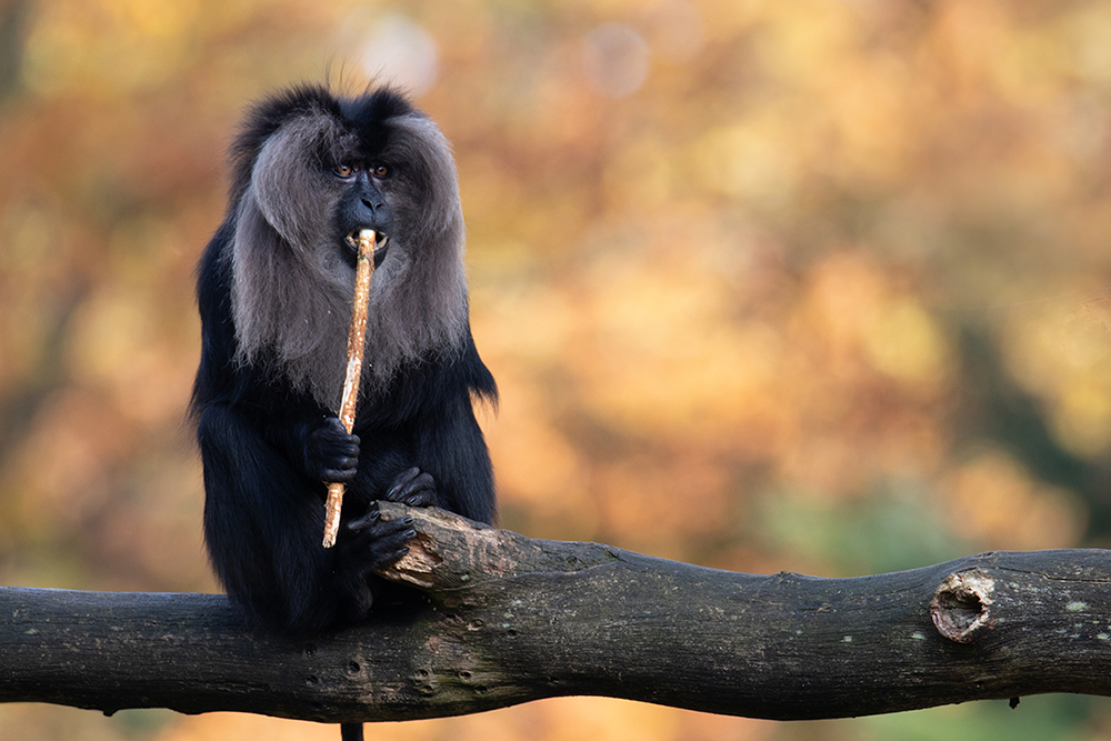 Leeuwenstaartmakaak - Lion-tailed macaque