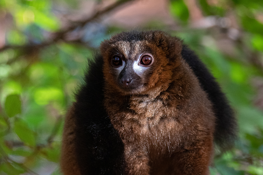 Roodbuikmaki - Red-bellied lemur