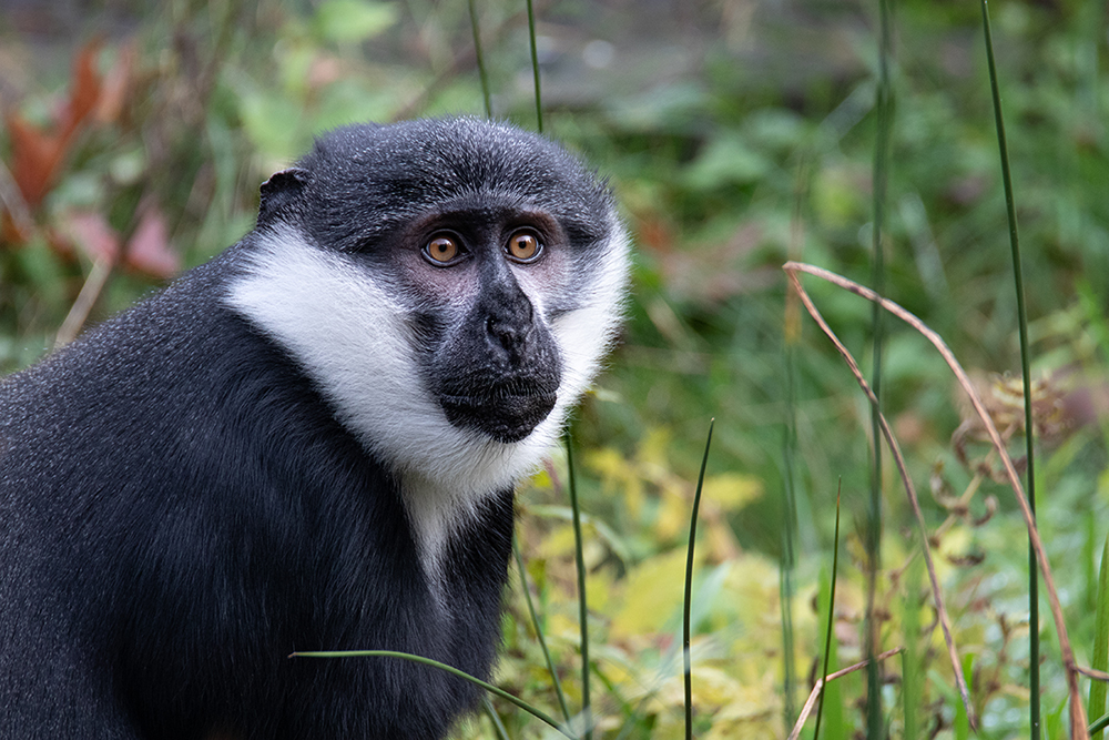 L'Hoest meerkat - L'Hoest's monkey