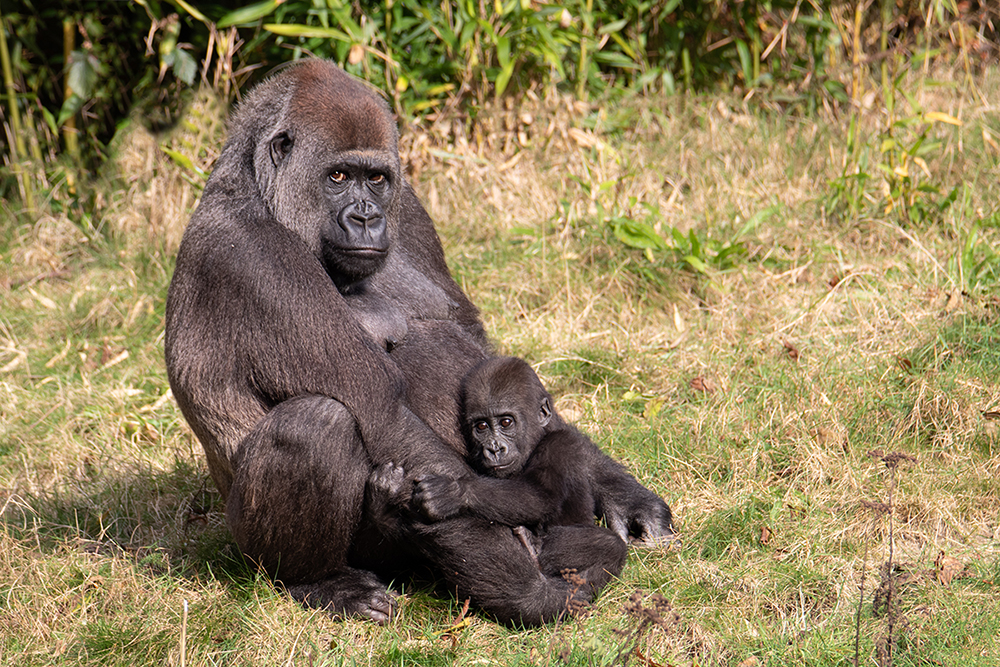 Gorilla Gyasi & Kiango