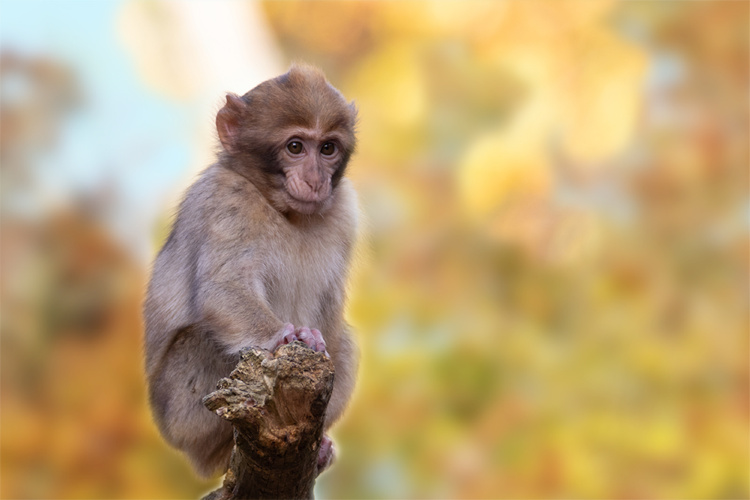 Baby Berberaap - Barbary macaque