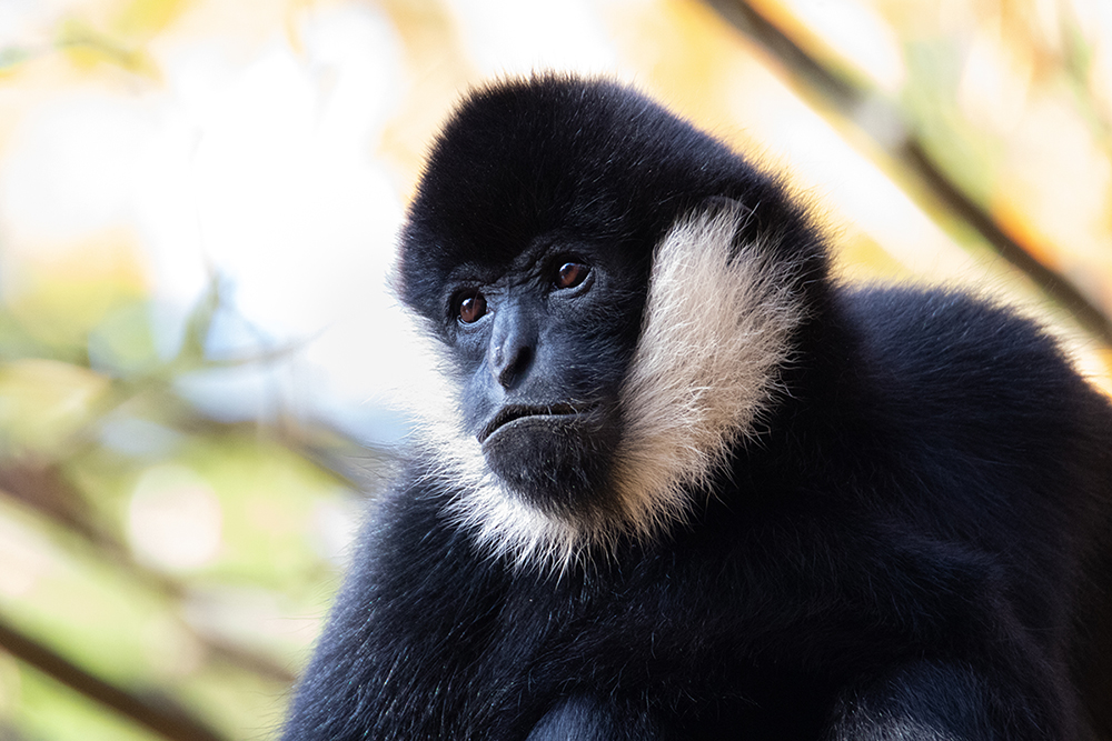 Gibbon