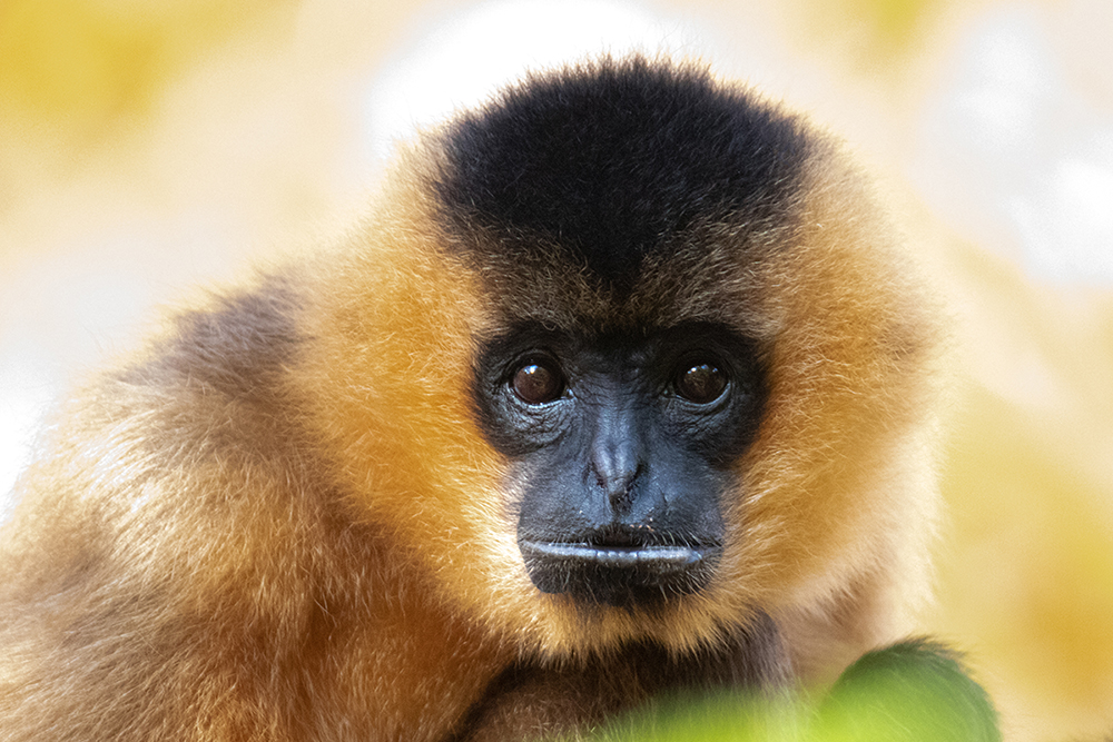 Gibbon