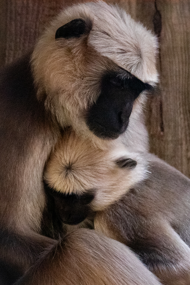 Hanuman langur - Gray langur