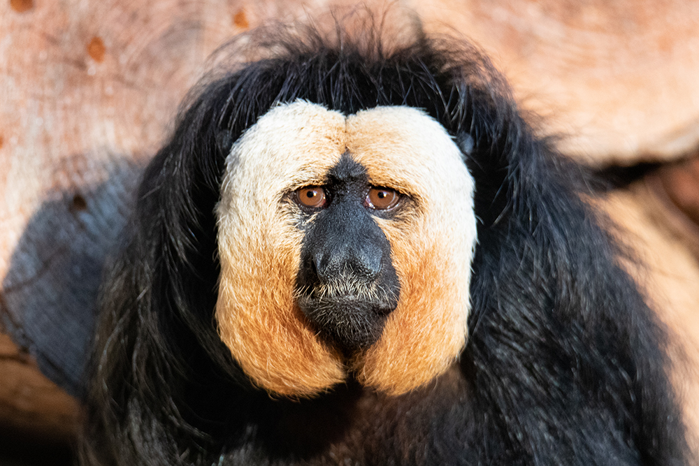 Witgezichtsaki - White-faced saki