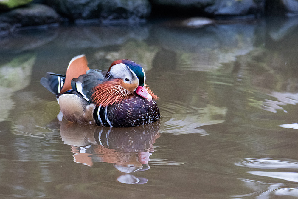 Mandarijneend - Mandarin duck