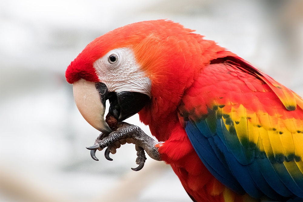 Geelvleugelara - Scarlet macaw (Orchideëen Hoeve 7-2021)