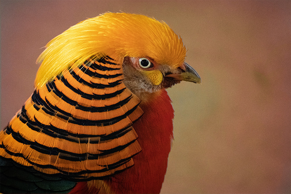 Goudfazant - Golden pheasant
