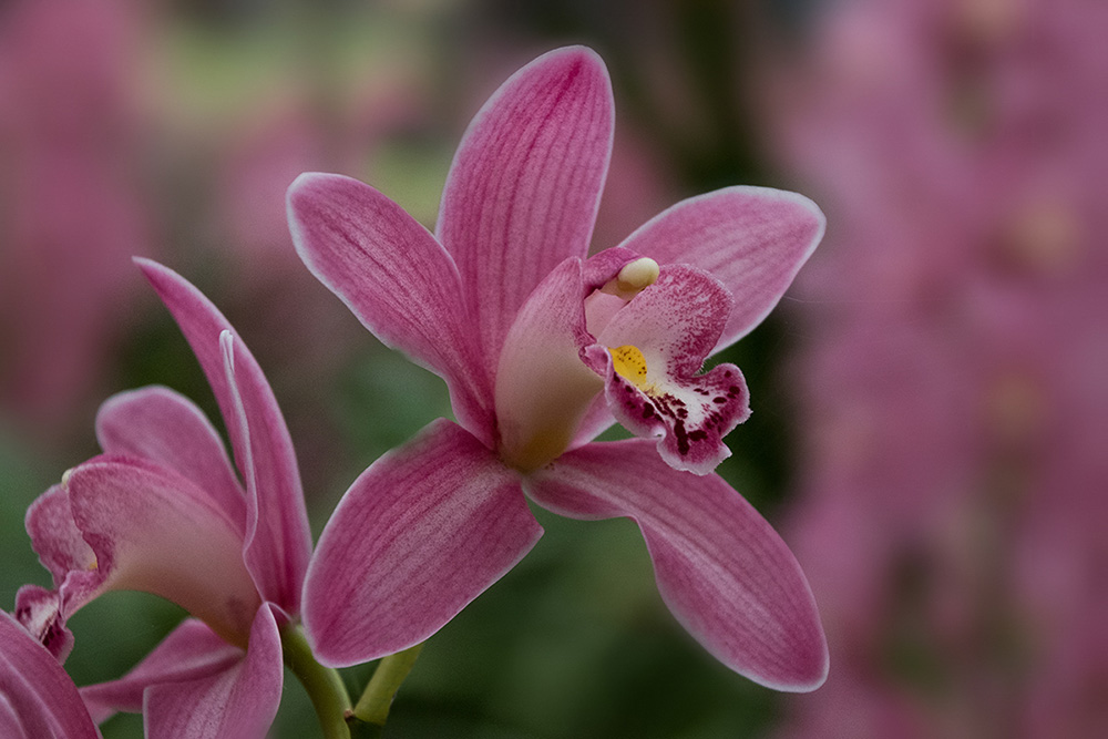 Cymbidium Orchidee - Cymbidium Orchid