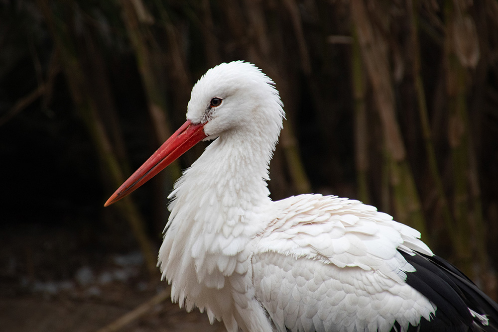 Ooievaar - Stork