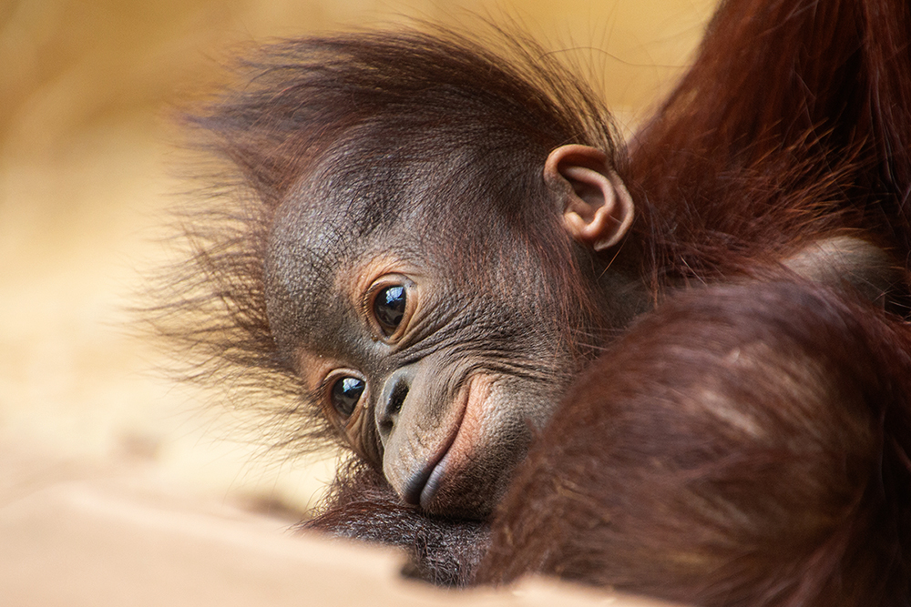 Orangoetan - Orangutan (Ouwehands dierenpark 2016)